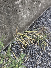 Brassica napus