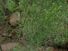 Baccharis sarothroides