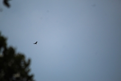Buteo jamaicensis