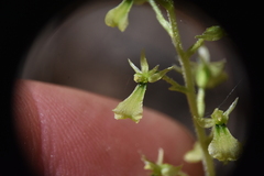 Neottia banksiana