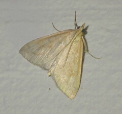 Udea lutealis