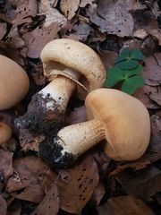 Cystoderma aureum
