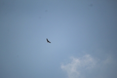 Buteo jamaicensis