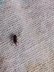 Sitophilus