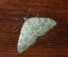 Larentiinae