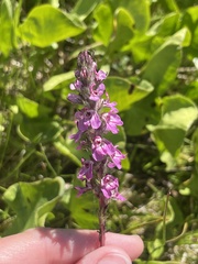 Pedicularis attollens