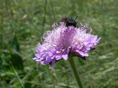 Knautia