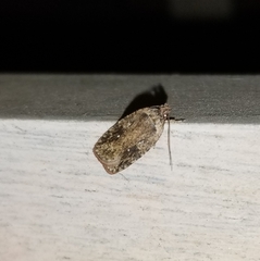 Agonopterix pulvipennella