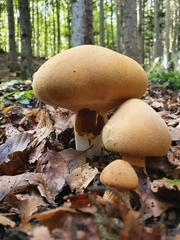 Cystoderma aureum