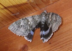 Catocala fraxini