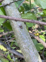 Eris militaris
