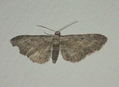 Eupithecia icterata