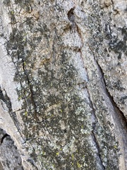 Candelariella efflorescens