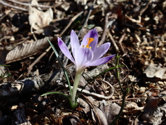 Crocus heuffelianus