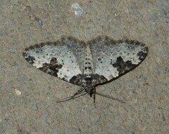 Xanthorhoe fluctuata