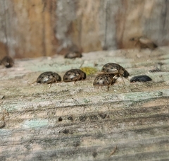 Berosus pantherinus
