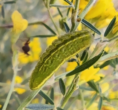 Heliothis peltigera