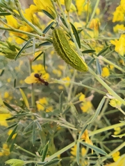Heliothis peltigera