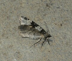 Xanthorhoe fluctuata