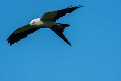 Elanoides forficatus