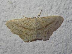 Scopula nigropunctata