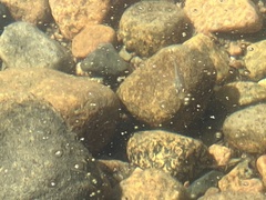 Micropterus dolomieu