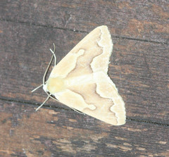 Sabulodes edwardsata