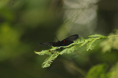Melanis cephise