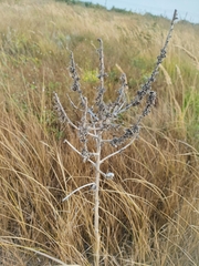 Bassia scoparia