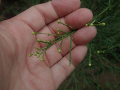Baccharis sarothroides