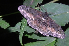 Lepidoptera