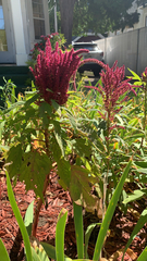 Amaranthus cruentus