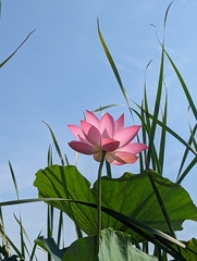 Nelumbo nucifera