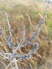 Bassia scoparia