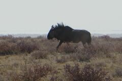 Connochaetes taurinus taurinus