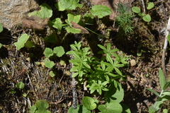 Galium triflorum