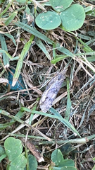 Nomophila nearctica