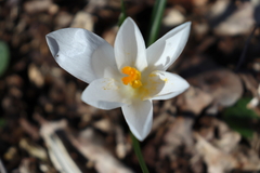 Crocus