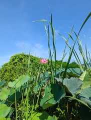Nelumbo nucifera