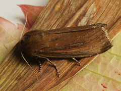 Nonagria typhae