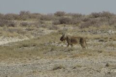Panthera leo melanochaita