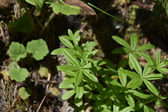 Galium triflorum