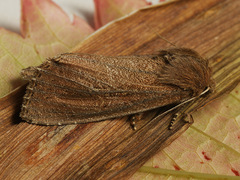 Nonagria typhae
