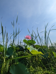 Nelumbo nucifera