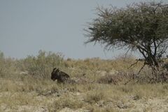 Panthera leo melanochaita