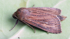 Nonagria typhae