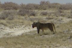 Panthera leo melanochaita