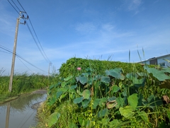 Nelumbo nucifera