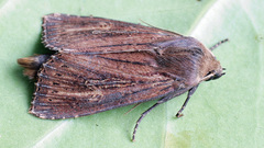 Nonagria typhae