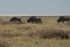 Connochaetes taurinus taurinus